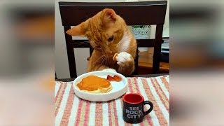 Смешные кошки и коты, приколы с собаками июнь 2019, новые приколы с котами funny cats animals #84