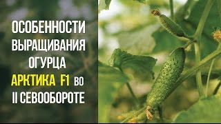 Особенности выращивания огурца Арктика F1 во ІІ севообороте