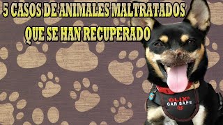 5 Casos de animales maltratados que lograron recuperarse