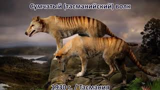ВЫМЕРШИЕ ЖИВОТНЫЕ за последние 500 лет. Их уже не вернуть...