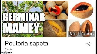 Germinar Mamey