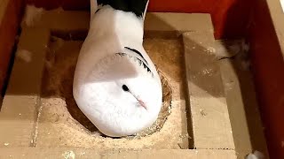 Какие гнёзда делаю моим голубям/How to make pigeon nests