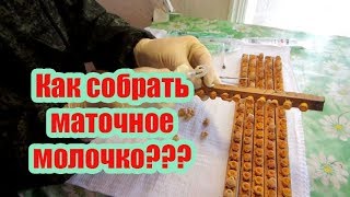???2020 г   КАК Я СОБИРАЮ МАТОЧНОЕ МОЛОЧКО ПЧЁЛ НА СВОЕЙ ПАСЕКЕ