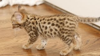 КРАСИВАЯ АШЕРА СО СВОИМ КЛЕВЫМ КОТЕНКОМ!!!