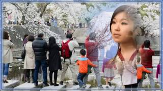 Цветет Сакура SAKURA Красивая японская песня о любви