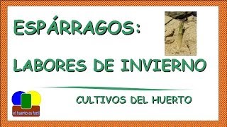 Como Cultivar Esparragos (Labores en Invierno)