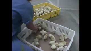 Chicken Nuggets Pink Slime Baby Chicks Animal Abuse Eggs Hatchery (Free Range Organic) not peta kfc