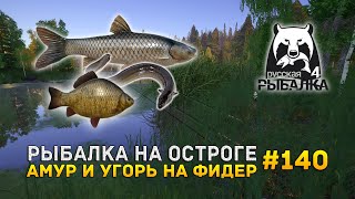 Рыбалка на Остроге. Амур и Угорь на фидер - Русская Рыбалка 4 #140