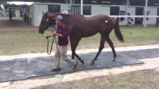 Drago's Pearl Horse Racing Partnership OBS April 2-year-old In Training Sale