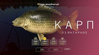 РУССКАЯ РЫБАЛКА 4 | RF4 - КАРП, ОЗ.ЯНТАРНОЕ