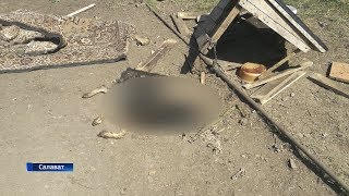 В Башкирии неизвестные расстреляли собак-инвалидов в центре передержки