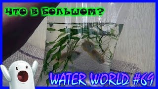Water World #69 / А вот, что я увидел в большом аквариуме