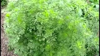 Пермакультура - экскурсия по саду