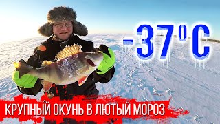 Крупный окунь в лютый мороз на балансир и блесну