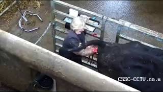 Women in Ag: Sandra Gowdy - calving cow