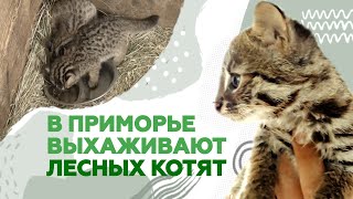 В приморский центр реабилитации подбросили детёнышей дальневосточного лесного кота