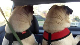 Pugs in Car