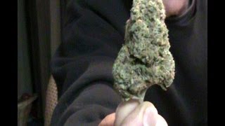 My Marijuana tasting tour of Colorado