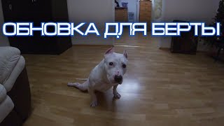 Пробная тренировка. Амстафф Берта на новом коврике!)