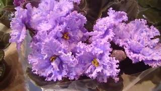 Футажи.  Фиалки 7.  Красивые цветы.  Скачать бесплатно.