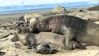 Mating Isn't Easy