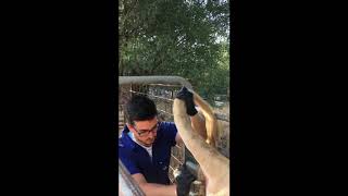 Extracción semen toro Blonde Aquitania - Ganadería Sotofresnos