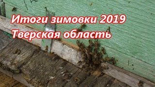 Итоги зимовки пчел  Тверская обл 2019  Все по честному