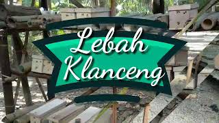 Jual bibit lebah klanceng, hub 0822-2350-5612, lebah trigona klanceng