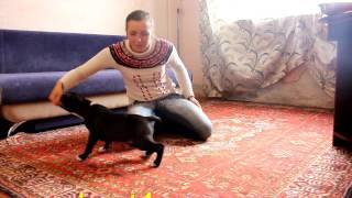 Как приучить щенка к лотку или к пеленке  ?Приучение щенка к туалету (дома)