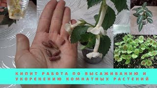 Мои растения в апреле,высадка ризом ахименесов,укоренение черенков,посев семян и выращивание рассады
