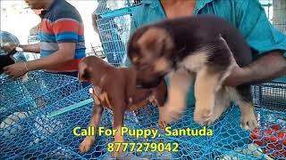 Cute & Active Doberman Show How To love l