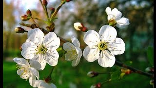 СКАЧАТЬ ФУТАЖИ для видеомонтажа.Вишня в саду зацвела.Птицы поют.Nature.Free footage.
