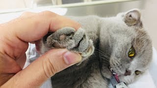 Вот зачем стричь когти кошкам и котам