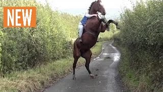 Испытание обучение лошади- cowgirl 2017 HD  медведь напал на человека видео