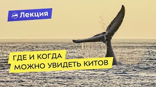 Где и когда можно увидеть китов