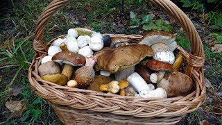 Белые грибы атакуют! 29.09.2018 Вышгородский район Киевской области