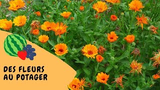 ? Associer fleurs et légumes au potager