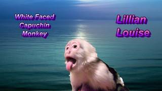 Sahara Desert Dust over Capuchin Monkey  LL  (#223)