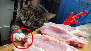 СМЕШНЫЕ ЖИВОТНЫЕ! ПОПРОБУЙ НЕ ЗАСМЕЙСЯ!