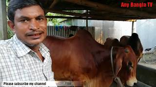 Ox,ষাঁড় মোটাতাজাকরণ খামার করে আপনিও হতে পারেন লাখপতি l গ্রামের খামার থেকে কুরবানীর পশুর দাম জানুন l