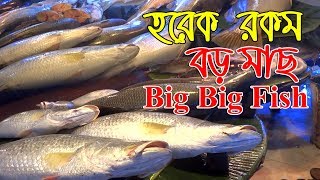 হরেক  রকম  বড় মাছ । FISH MARKET | KHULNA  FISH BAZAR | MOYLAPOTA BAZAR | বাংলারমুখ | Banglarmukh