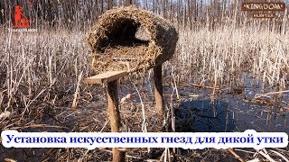 Установка искусственных гнезд для дикой утки