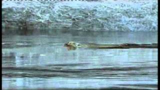 Beaver Hunting in Norway by Novahunt