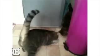Супер Видео Хит Милые Животные Очень много разных видео про зверей