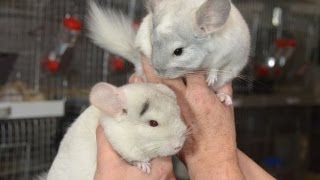 Шиншилловая ферма Сергея Паль. Молодняк шиншилл разных окрасов