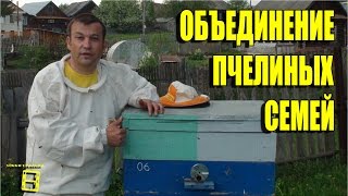 Объединение пчелиных семей через газету Любительское пчеловодство с "0" #Пчеловодство #Пасека #Пчелы