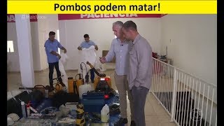 Pombos podem matar! Mais você e LOREMI