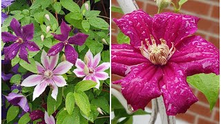 庭园花卉－铁线莲之九  Clematis Carnaby， Polish Spirit，Ernest Markham