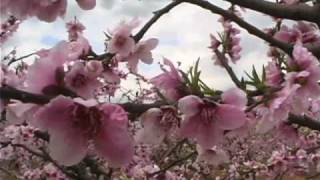 Titan Farms - Bloom and Growth Stage