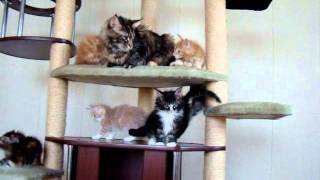 Фильм про котят мейн кунов